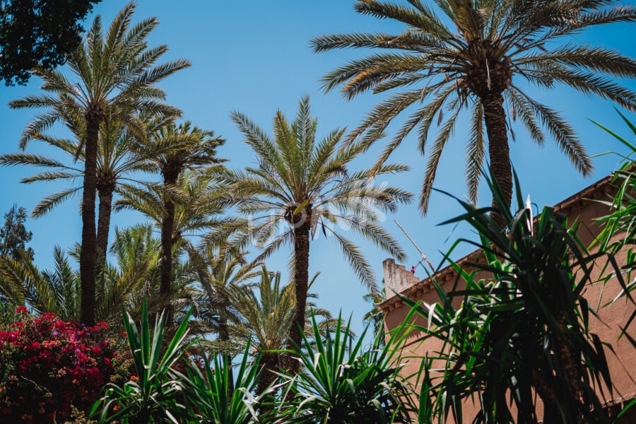 Palmiers marocains