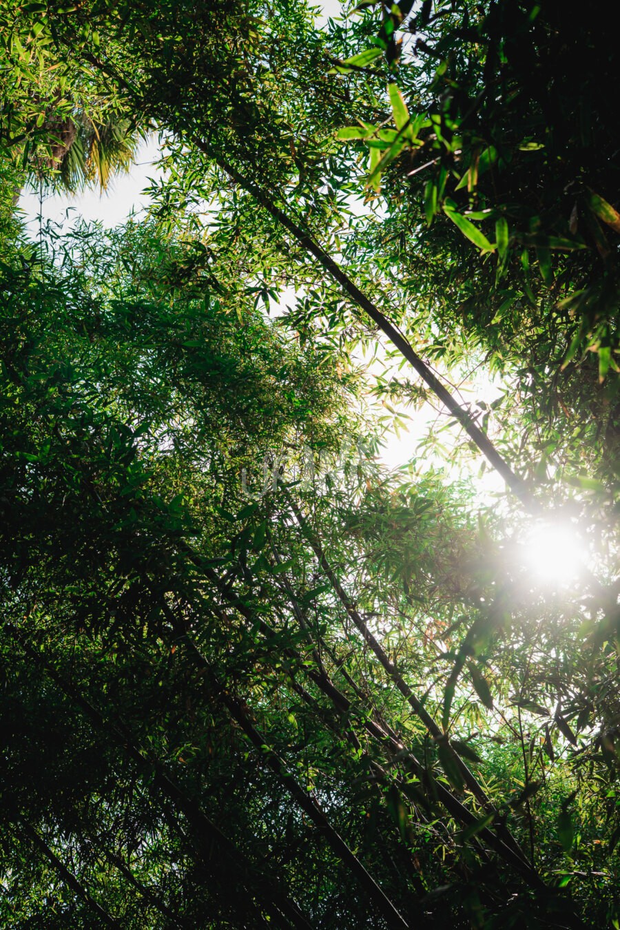 Forest light